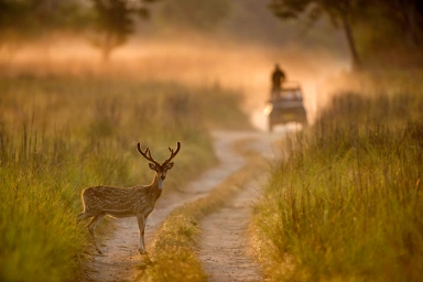 Jim Corbett National Park Uttarakhand Tiger